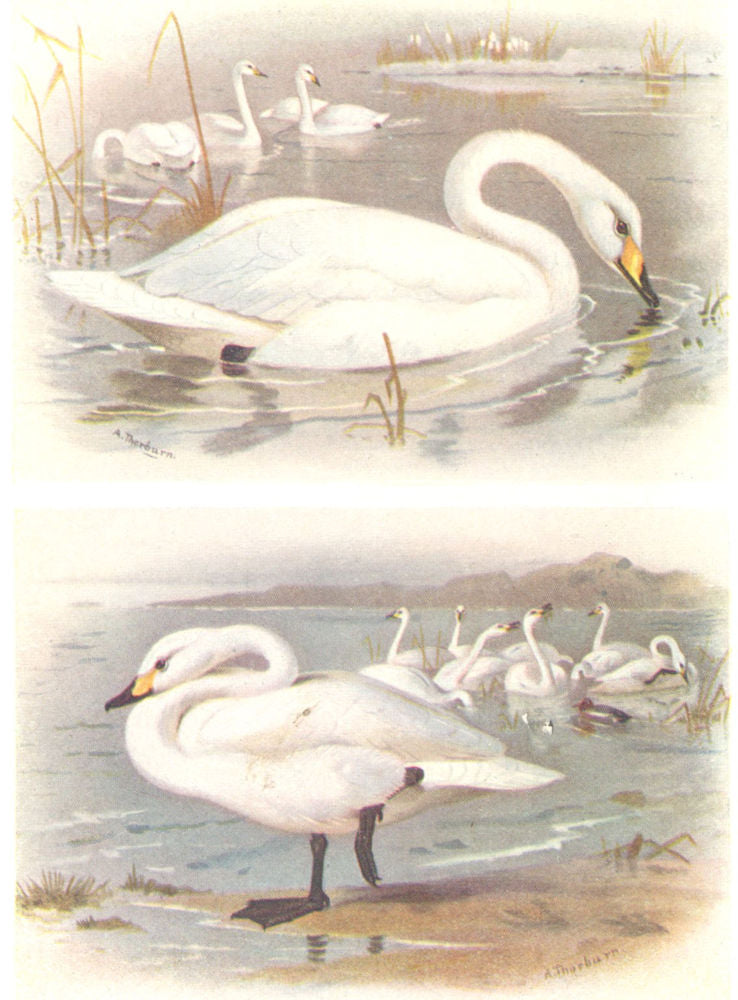 BRITISH BIRDS. Whooper Swan; Bewick's Swan. THORBURN 1925 old vintage print